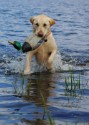 Ruby bounding out duck DSC_7158 email.jpg